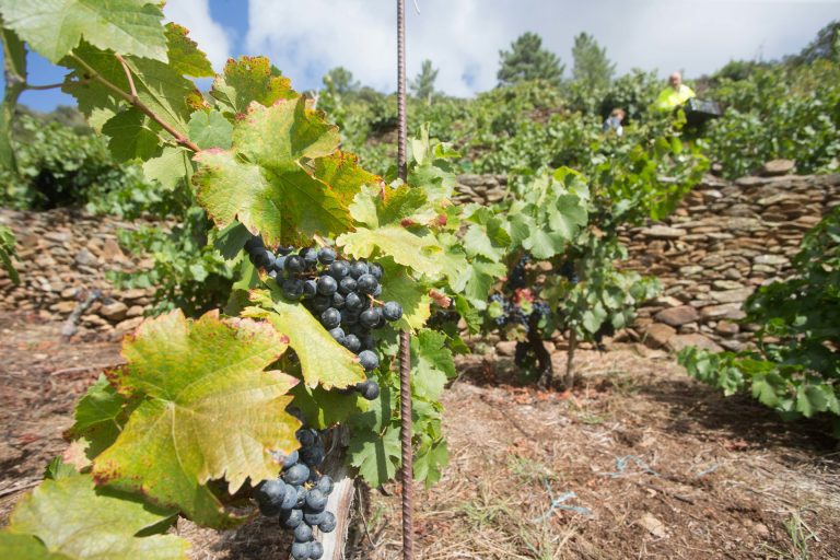 Rural.- La Xunta convoca las ayudas para planes de reestructuración y reconversión de viñedos