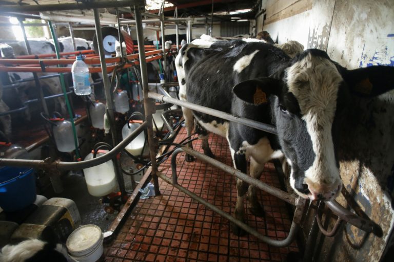 Rural.- El Sindicato Labrego Galego denuncia la «imposición» de las industrias lácteas de una «bajada masiva de precios»