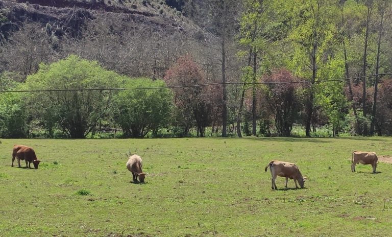 Rural.- El sector cárnico gallego ya dispone de una plataforma de cálculo de sus costes de explotación: ‘Contacarne’