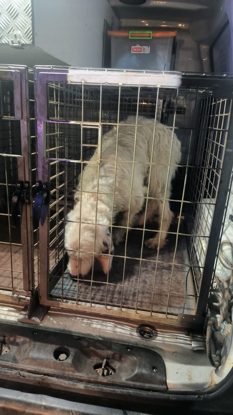 Abiertas diligencias judiciales contra el vecino de O Carballiño investigado por lanzar un perro desde un viaducto