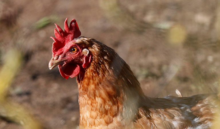La OMS asegura que la transmisión de la gripe aviar A (H3N8) entre humanos es «esporádica» y en un contexto «específico»
