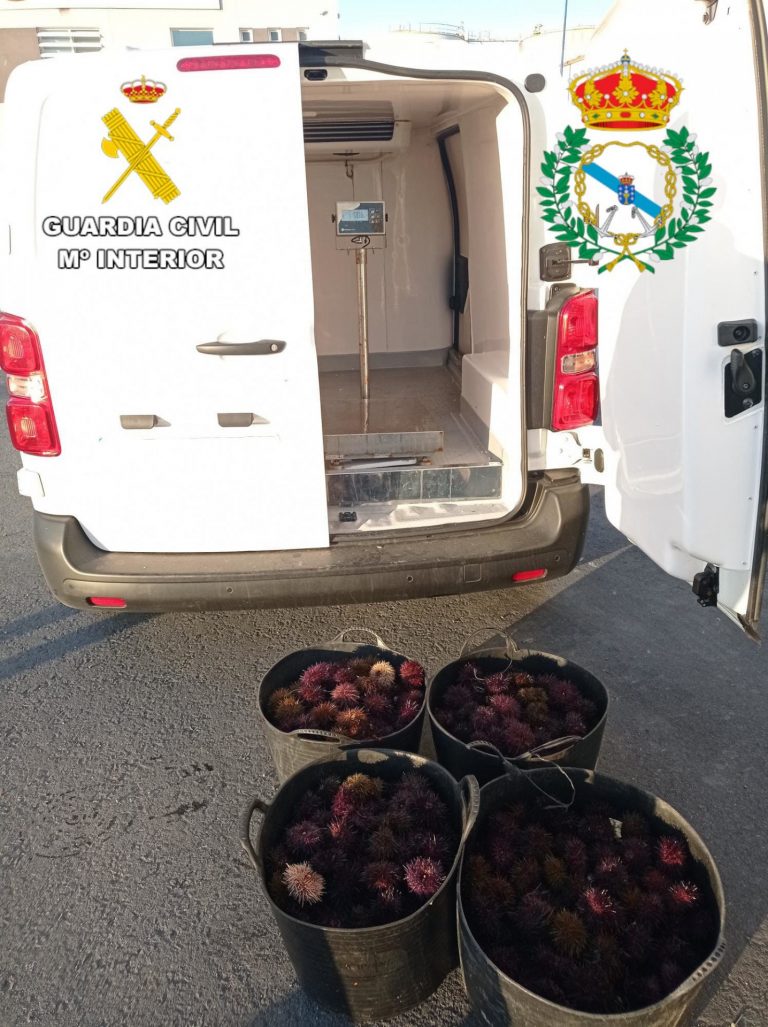 Requisan 62 kilos de erizo ilegal en el Puerto de A Coruña