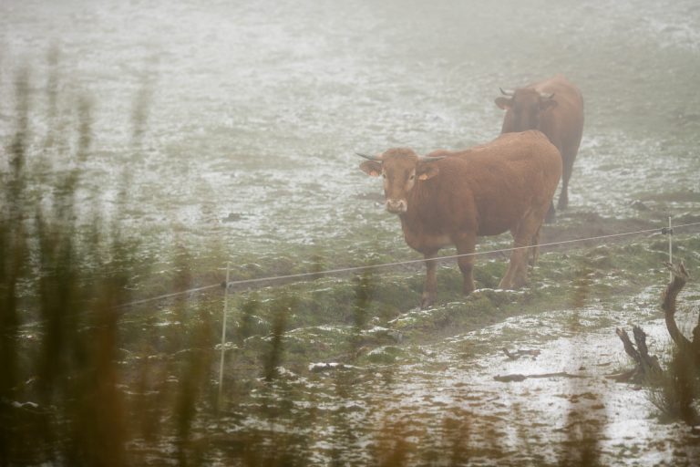 Galicia, Cantábrico, Cataluña y Canarias tendrán mañana riesgo por viento o por olas y la lluvia se reduce y debilita