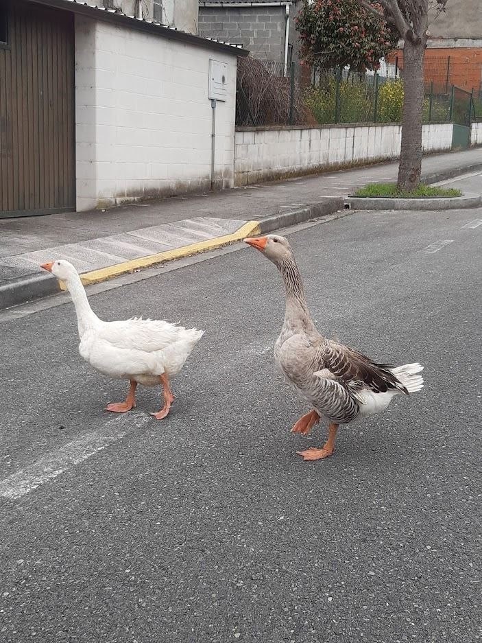 Rescatados dos gansos sueltos que invadieron la calzada en Lugo tras escaparse de una vivienda