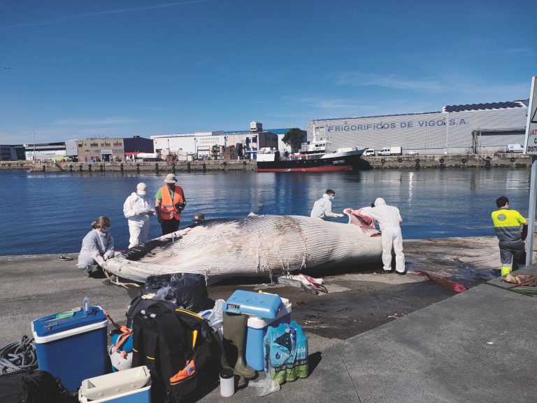 Retiran del puerto de Vigo una cría de ballena muerta tras colisionar contra una embarcación