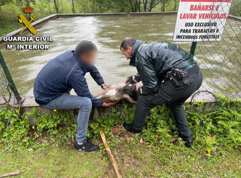 Rescatan un caballo que cayó a un depósito de agua en Moaña (Pontevedra)