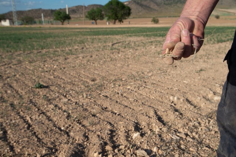 Rural.- El Gobierno rebaja el 25% en el IRPF para ayudar a 800.000 agricultores y ganaderos por la sequía