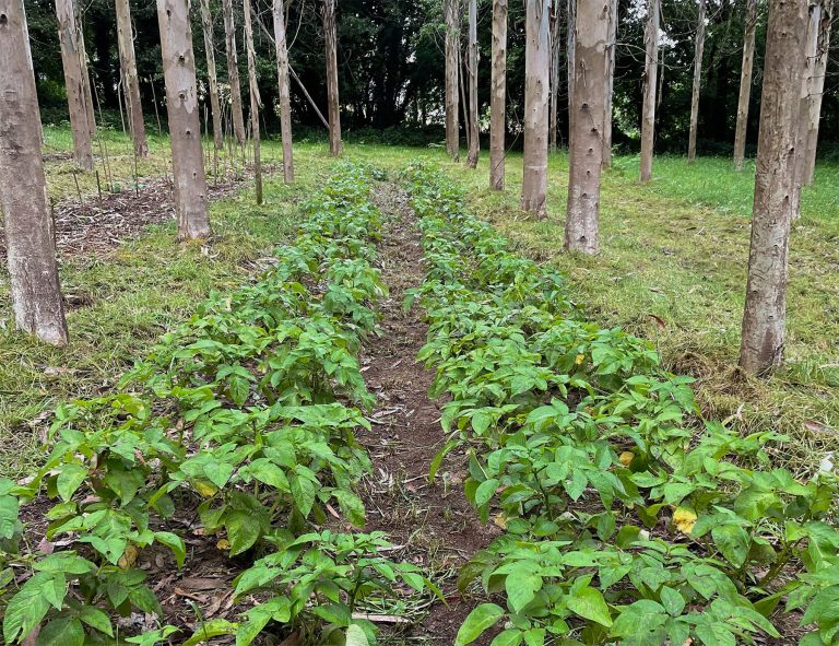 Rural.- El 75% de las plantaciones de eucalipto son «recuperables» para el cultivo de alimentos, según un estudio