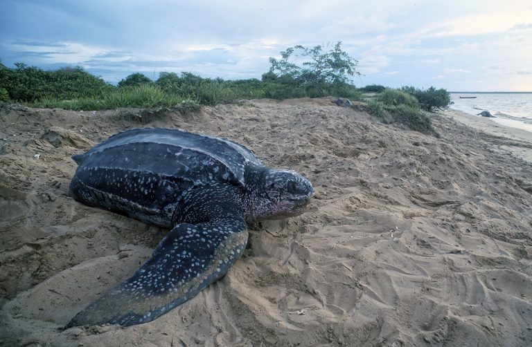 Ecologistas denuncian la presencia de 14 especies en peligro en la zona donde se ubicará el parque eólico marino Breogán