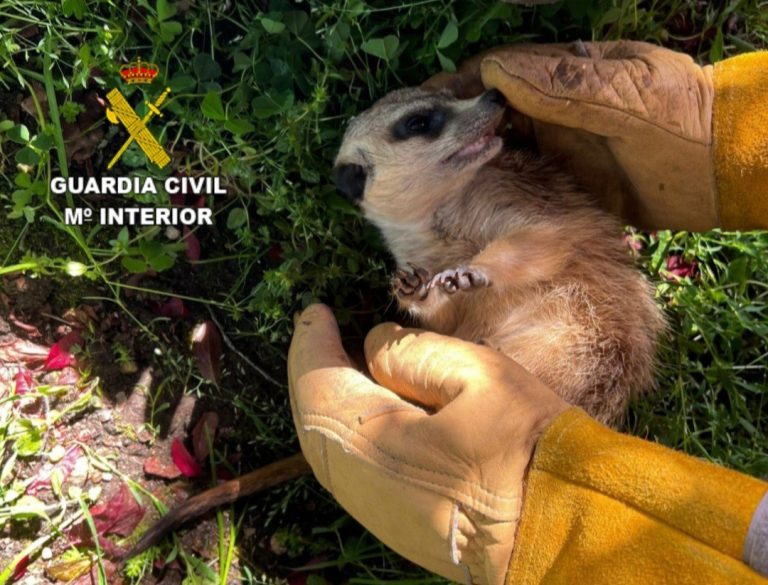 Rescatan una suricata con microchip de Portugal que deambulaba por Ponteareas (Pontevedra)