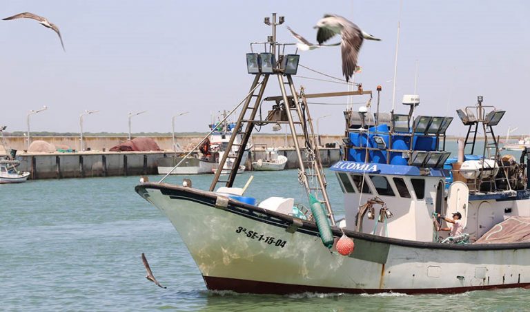 Pesca.- Planas afirma que España mejorará el control de productos de pesca importados durante la presidencia europea