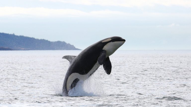 El Gobierno impulsa el marcaje de orcas para minimizar la interacción con las embarcaciones en la costa gallega