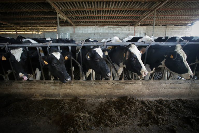 La Xunta defiende que «no es malo» un «proceso de concentración» de granjas para mayor rentabilidad