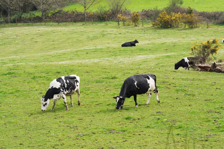 Rural.- Cae cinco céntimos el litro de leche que se paga a productores gallegos en abril