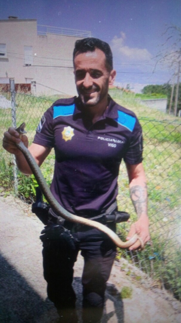 Capturan una serpiente de unos 70 centímetros en una vivienda de Vigo