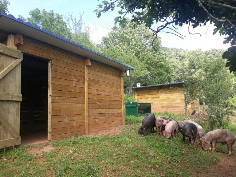 Rural.- La Xunta fomenta la cría de cerdo celta en ecológico en la aldea modelo de Moreda en Folgoso do Courel (Lugo)