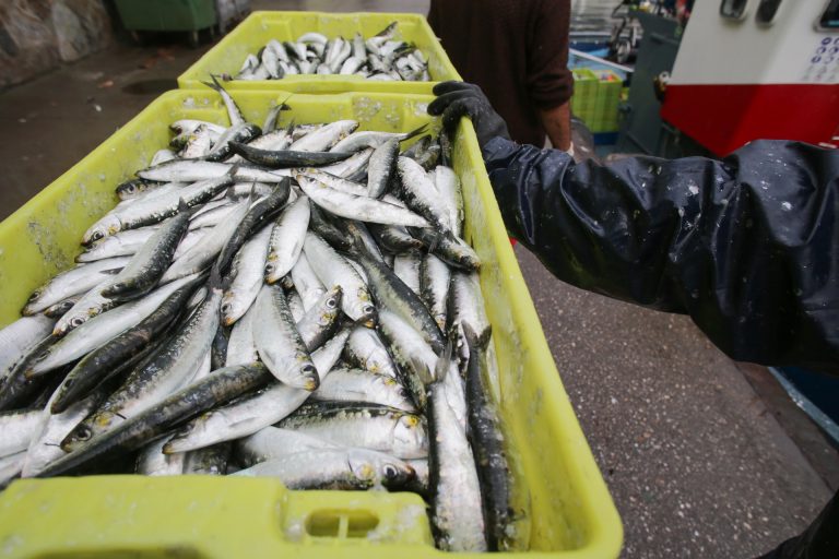 La sardina está a 8 euros el kilo en plaza este jueves y se prevé que pase de 10 euros para la noche de San Juan