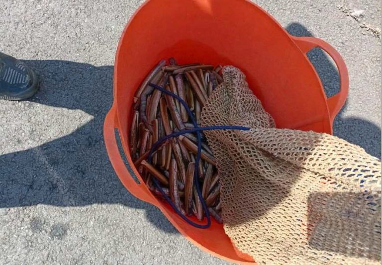 Decomisan más de nueve kilos de navajas en el puerto de Os Praceres, en Pontevedra