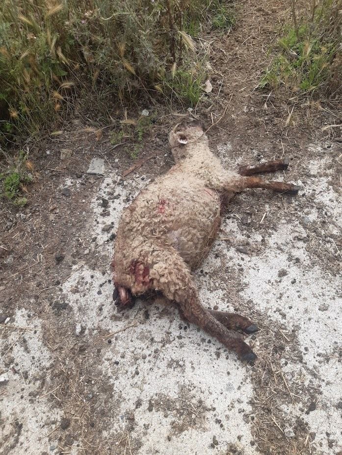 Un perro ataca a un rebaño de ovejas en Lugo, causando la muerte de un cordero