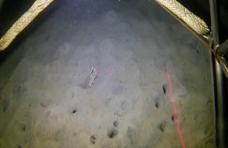 Finaliza la campaña del IEO para analizar la abundancia de cigala en Galicia mediante imágenes submarinas