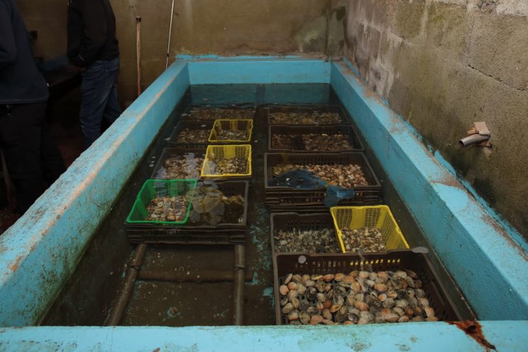 Decomisan 78 kilos de marisco en una depuradora ilegal en la ría de O Burgo, en A Coruña