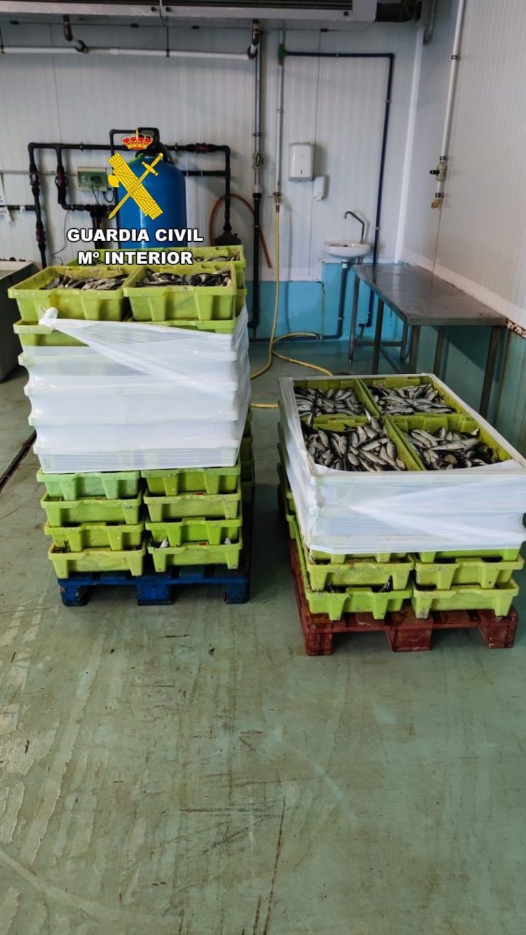 Pesca.- La Guardia Civil incauta 700 kilos de sardina en Ribeira