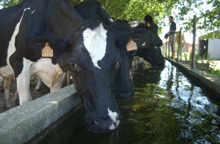 Rural.- Unións Agrarias urge a la Xunta medidas ante la bajada de precios de las industrias lácteas a los ganaderos