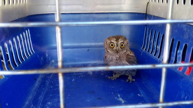 Capturan a una cría de búho en una zona común de un edificio de Vigo