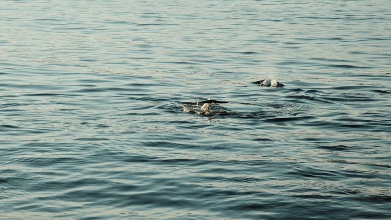 Tripulantes de Mar de Ons vuelven a avistar ballenas en el entorno de Cíes, en aguas de la Praia de Rodas