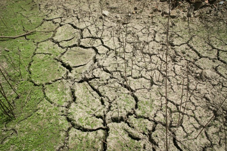 Rural.- Unións Agrarias urge a la Xunta a activar ayudas para paliar las pérdidas como consecuencia de la sequía
