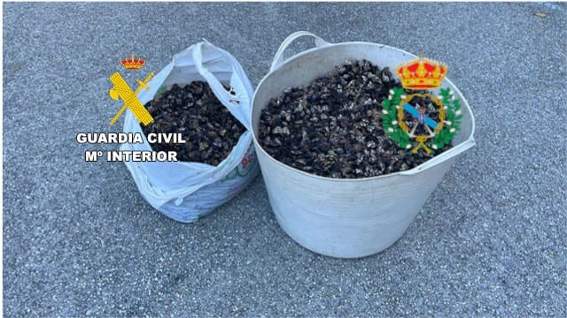 Pesca.- Decomisan 34 kilos de percebe en la costa de Ferrol