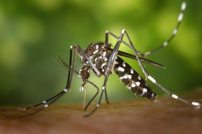 Identificados dos ejemplares de mosquito tigre en Vigo