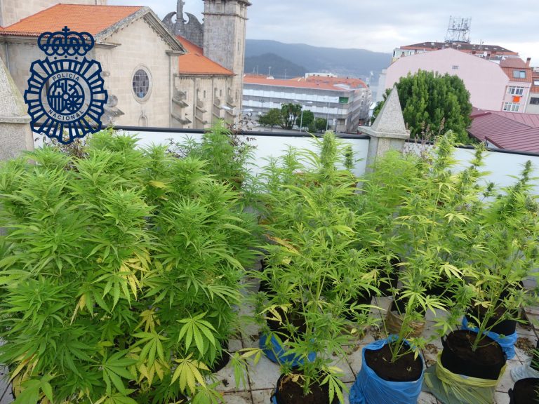 Desmantelada una plantación de marihuana en pleno casco urbano de Marín