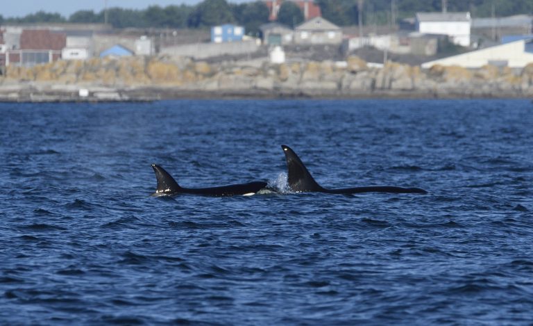 Identificadas las dos orcas que entraron en la ría de Arousa: ‘Gael’ y ‘Prior’