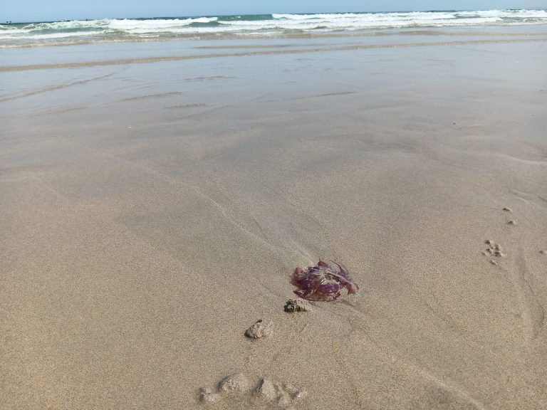 Localizan y recogen varios ejemplares de medusas en playas de Carballo y Malpica