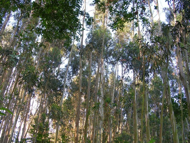 Arco Iris reclama a Augas de Galicia declarar el eucalipto especie invasora por «salud ambiental»
