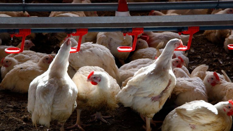 Sanidad mantiene el riesgo asociado a la gripe aviar como muy bajo para la población general
