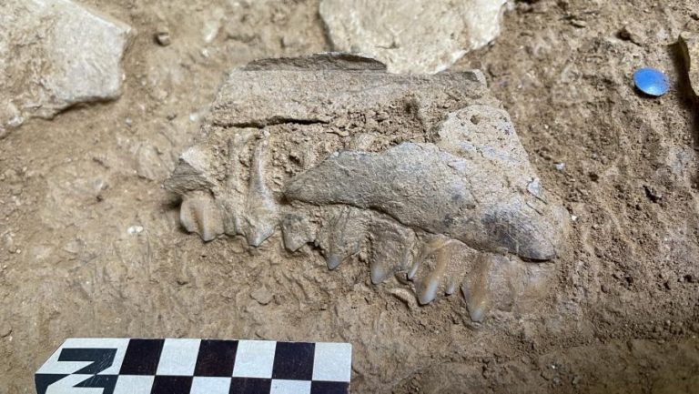 Recientes excavaciones en la Cova Eirós arrojan datos novedosos sobre la vida y arte del Paleolítico gallego