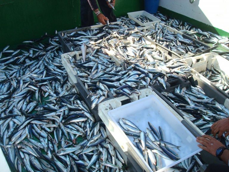Pesca.- Planas critica la postura «unilateral» de Noruega para fijar cuotas «inaceptables» para la UE