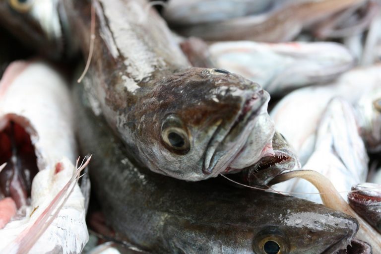 Pesca.- El Ministerio de Pesca y el IEO estudian el estado de los recursos pesqueros del Cantábrico y Galicia
