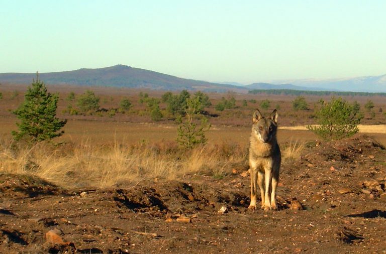 Los cazadores remiten a Bruselas el estudio de Fundación Artemisan que afirma que el lobo ha crecido un 26% en España