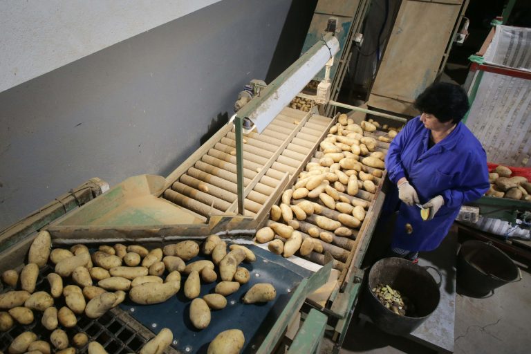 Rural.- La cosecha de la patata se retrasa por la lluvia y la demanda exterior mantiene el precio entre 0,40 y 0,60 €/kg