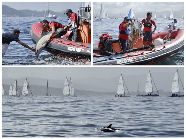 Personal del Mundial J80 de Baiona (Pontevedra) libera a un delfín enganchado en unas redes