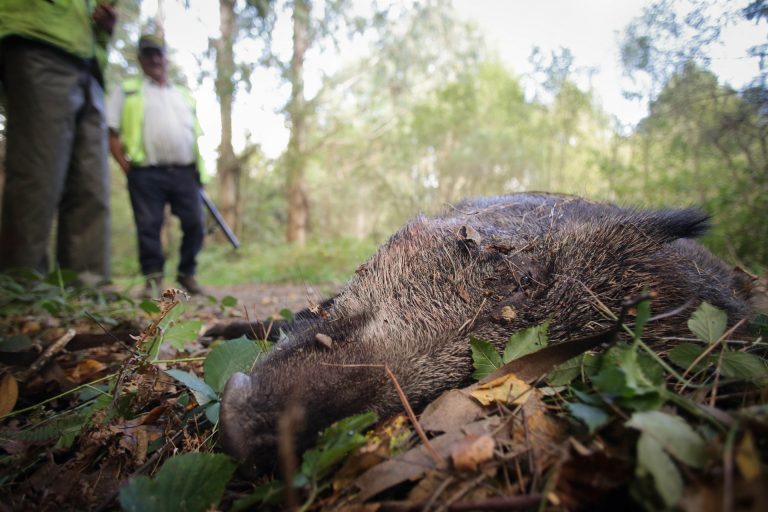 Cazadores aseguran que «no hay una plaga» de jabalí: ven «igual o menos» en el monte, pero con «mayor presencia urbana»