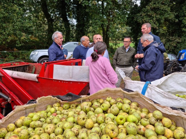 Una explotación de manzana para sidra en A Estrada, ejemplo de «diversificación productiva» para la Xunta