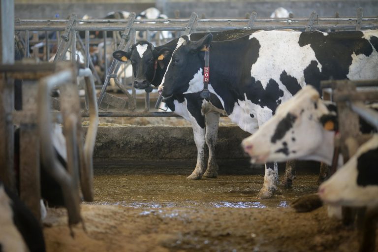 El precio de la leche en Galicia cae por debajo de 50 céntimos un año después y se aleja de la media española