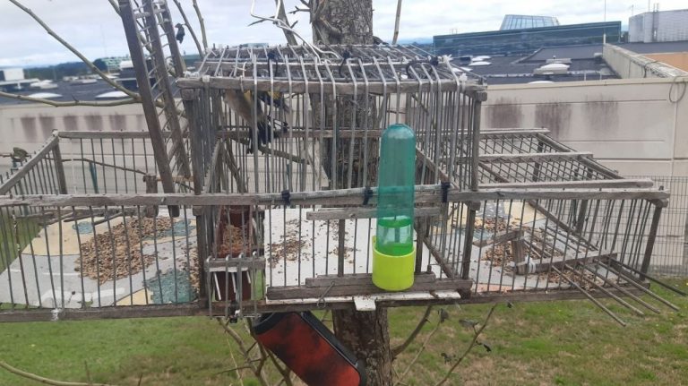 Interceptan en Lugo a un cazador furtivo de pájaros que utilizaba jaulas trampa en árboles