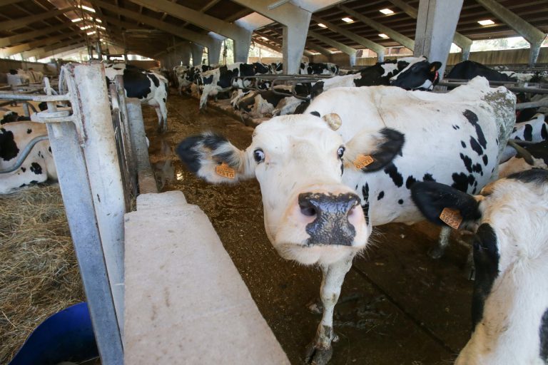 La Xunta, dispuesta a llevar a la CNMV el «diferencial» de precio de la leche gallega respecto a la media