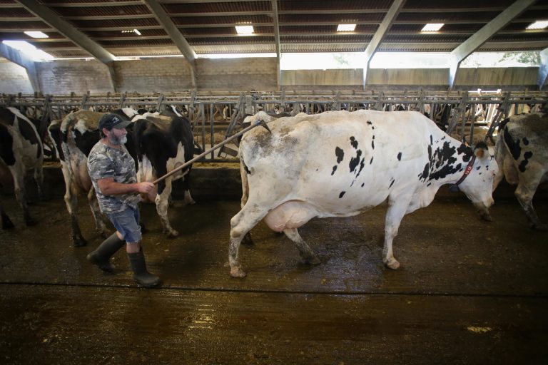 Rural.- La Xunta pide «estabilidad» de precios lácteos y productores exigen que no haya ayudas a industrias sancionadas