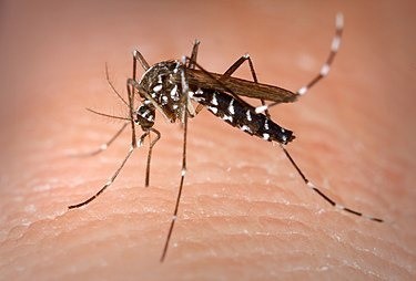 Sanidade recomienda repelente ante la aparición de mosquitos tigre en colegios de Vigo, en los que se aplicó larvicidas